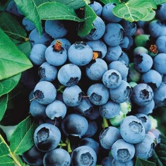 Kanadské borůvky - 14 ODRUD - 2