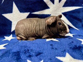 Skinny morče s PP - 2