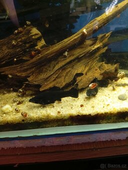 Black molly - 2