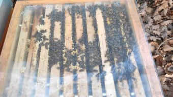 Vyzimovaná včelstva - 2