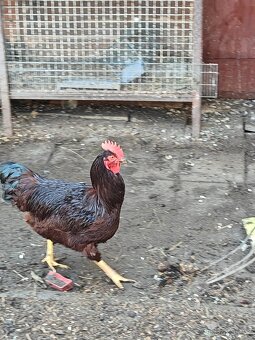 Prodám kohouta rodajlendky - 2