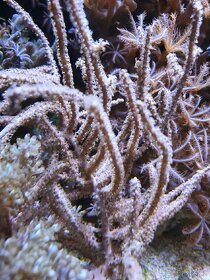 Mořské korály - 2