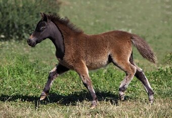 Tříletý hřebec minihorse - 2