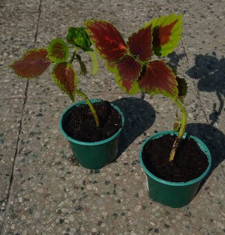 africká kopřiva (Coleus scutellarioides), mladé rostlinky - 2