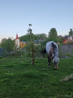 Pony koupím - 2