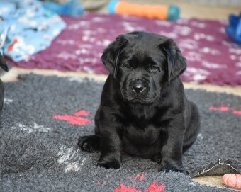 Labradorský retriever s PP - 2