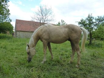 Valach AQH 2 roky-PRODANÝ - 2