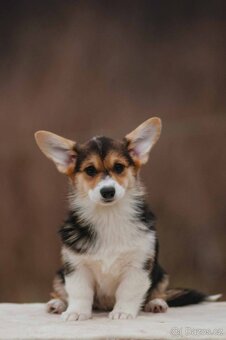 Welsh Corgi Pembroke - 2