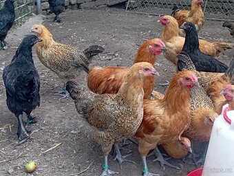 Šumavanka - 2
