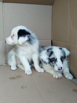 Border kolie. - 2