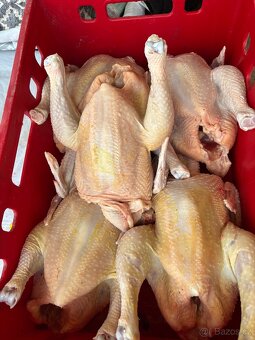 Vykrmená kuřata - 2