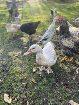 Pižmovky a ruanské kachny - 2