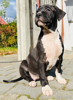 americký stafordšírský teriér - - 2