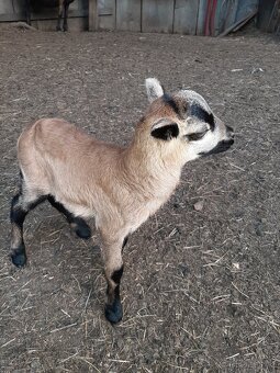 Kamerunské ovečky - 2