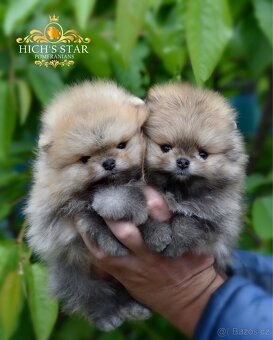 Pomeranian s PP FCI - 2
