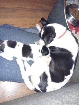 Jack Russell teriér s Parson terierem - 2