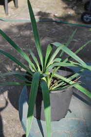 Prodám Juka vláknitá - Yucca filamentosa - 2