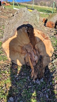 Prodám kmen hrušně - 2