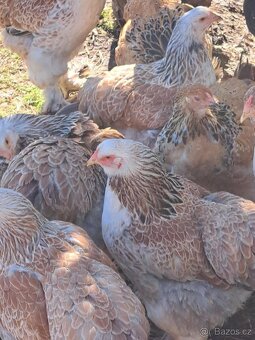 Brahmánka velká - 2