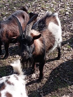 Holandská zakrslá koza, kozlík - 2