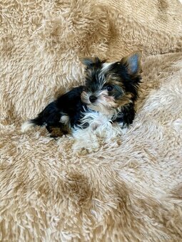 Biewer jorkširský teriér - 2