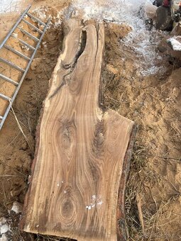 Atypicke fošny Dub - 2