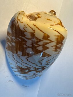 Mušle - 2