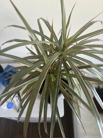 Dracena - 2