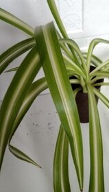 Zelenec (Chlorophytum) – čistička vzduchu - 2