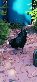Kohout ayam cemani - 2