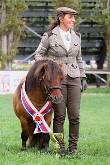 Shetland pony - 2
