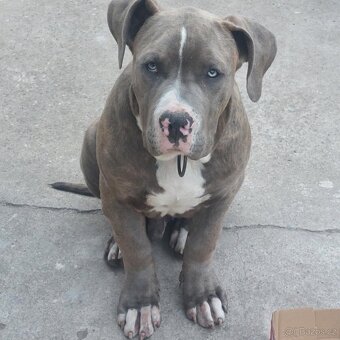 American Bully Xl - 2