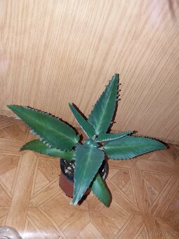 Náduť madagaskarská - léčivka - 2