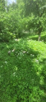 2 loňské kačery Indických běžců. - 2