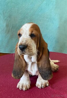 Štěňata Bassethound s PP - 2