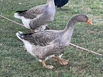 Husa Landeska-prodej - 2