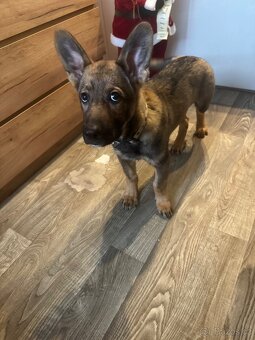 Vlkošedý ovčák štěně - 2