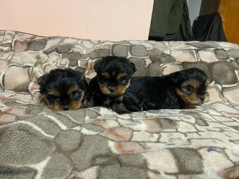 Jorkšírský teriér - 2