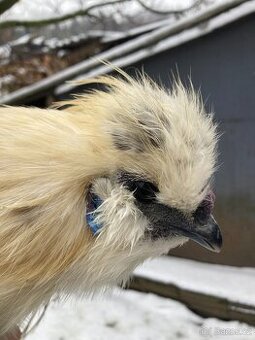 Kohout hedvábnička - 2