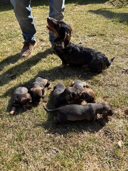 Drsnosrstý jezevčík bez pp - 2