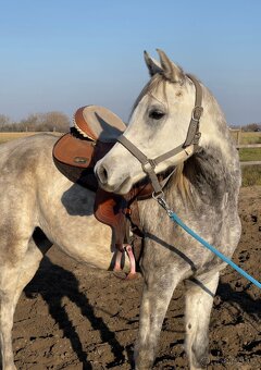 ARABSKÝ PLOKRVNÍK - 2