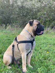 Bullmastiff na krytí - 2