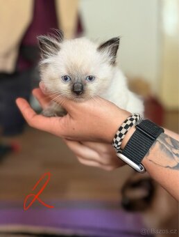 Ragdoll s PP - 2