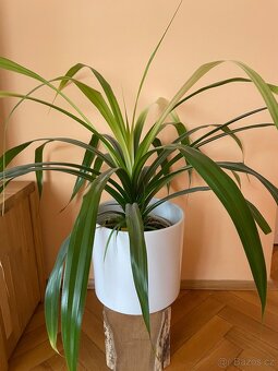 Rostlina Pandanus - 2