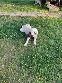 Kangal, pastevecký pes - 2