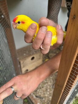 Kakariki - 2