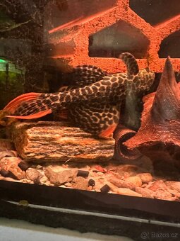 L600Pleco,L114 Pleco, Manacapura - 2