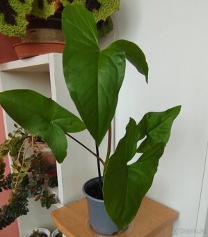 Pokojová květina SYNGONIUM - 2