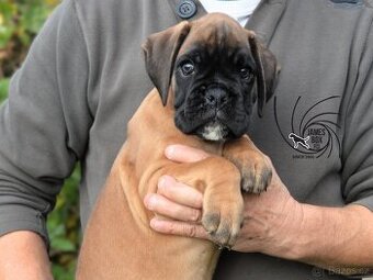 Nemecký boxer- pekné šteniatka s PP - 2