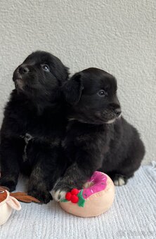 Golden Aussie steniatka - 2